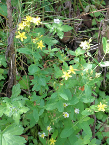 Hypericum erectum