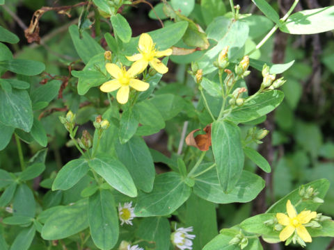 Hypericum erectum