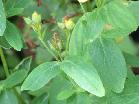 Hypericum erectum