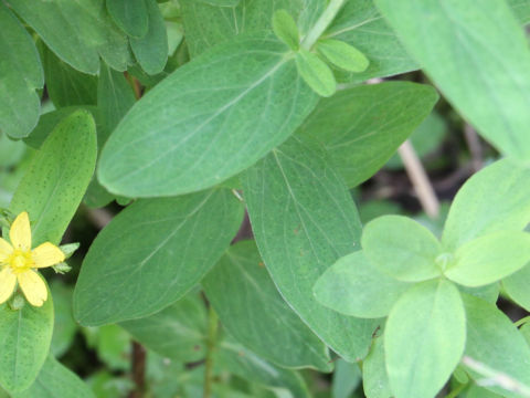 Hypericum erectum