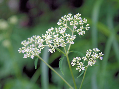 Patrinia villosa