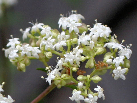 Patrinia villosa