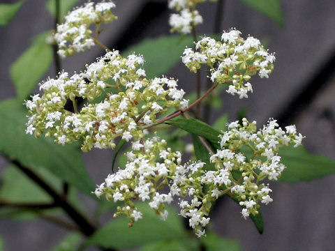 Patrinia villosa