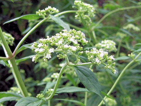 Patrinia villosa