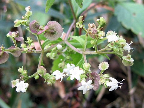 Patrinia villosa