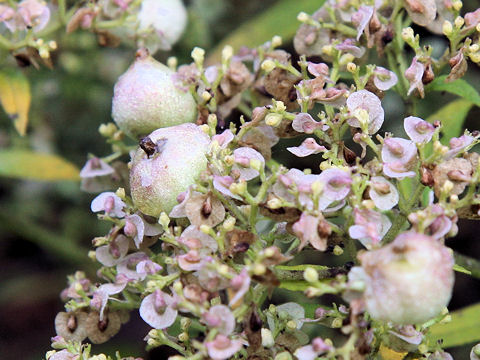 Patrinia villosa