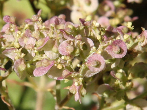 Patrinia villosa