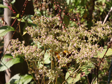 Patrinia villosa