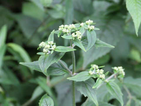 Patrinia villosa