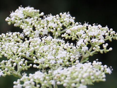 Patrinia villosa