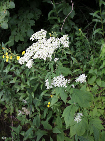 Patrinia villosa