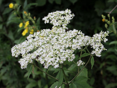 Patrinia villosa