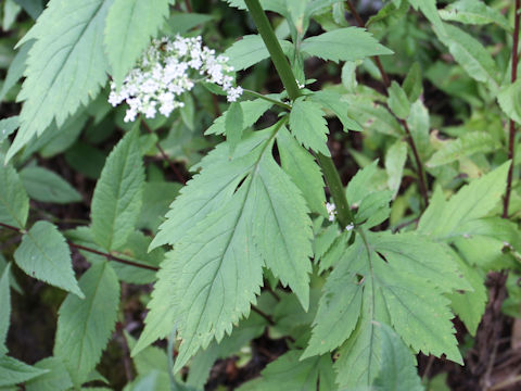 Patrinia villosa