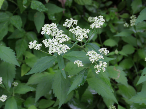 Patrinia villosa