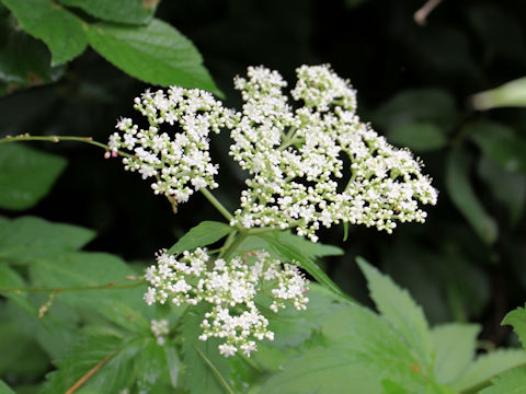 Patrinia villosa