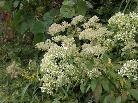 Patrinia villosa