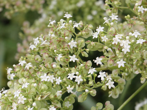 Patrinia villosa