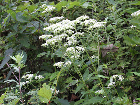 Patrinia villosa