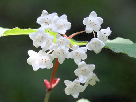 Viburnum phlebotrichum