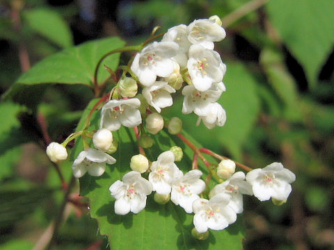 Viburnum phlebotrichum