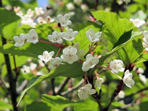 Viburnum phlebotrichum