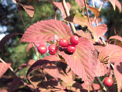 Viburnum phlebotrichum