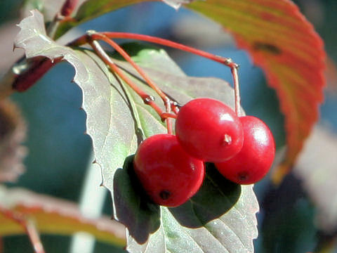 Viburnum phlebotrichum