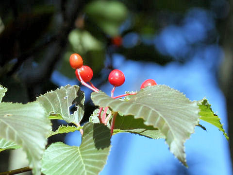 Viburnum phlebotrichum