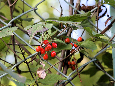 Viburnum phlebotrichum