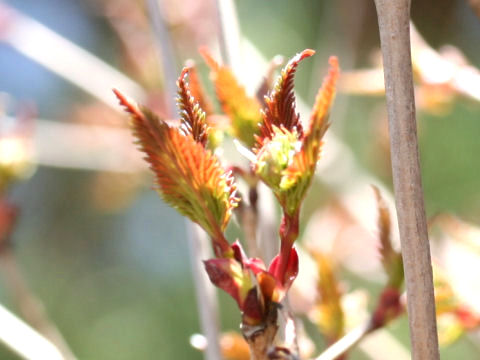 Viburnum phlebotrichum