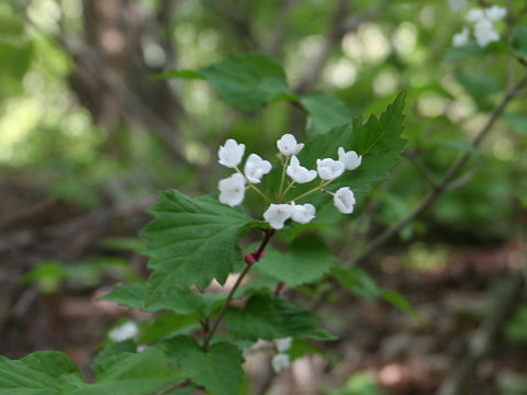 Viburnum phlebotrichum