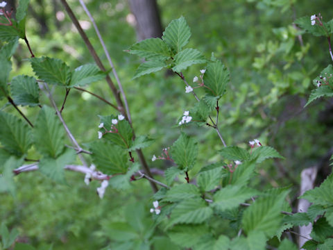 Viburnum phlebotrichum