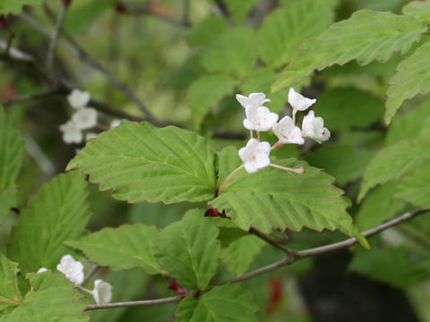 Viburnum phlebotrichum