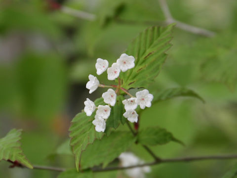 Viburnum phlebotrichum