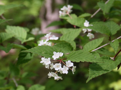 Viburnum phlebotrichum