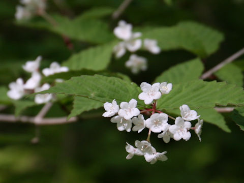 Viburnum phlebotrichum