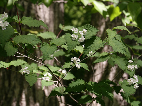 Viburnum phlebotrichum