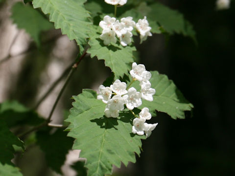 Viburnum phlebotrichum