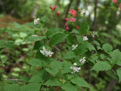 Viburnum phlebotrichum