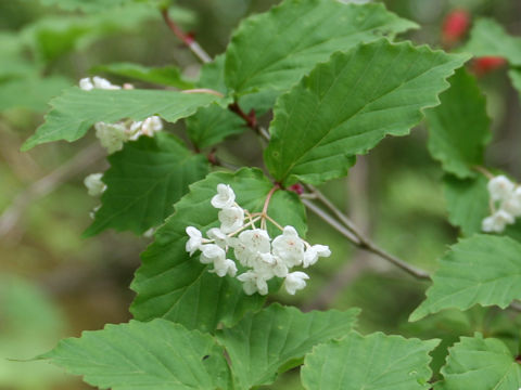 Viburnum phlebotrichum