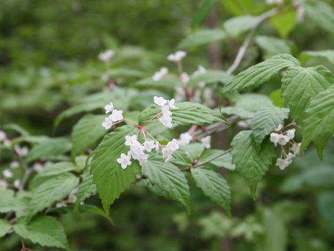 Viburnum phlebotrichum