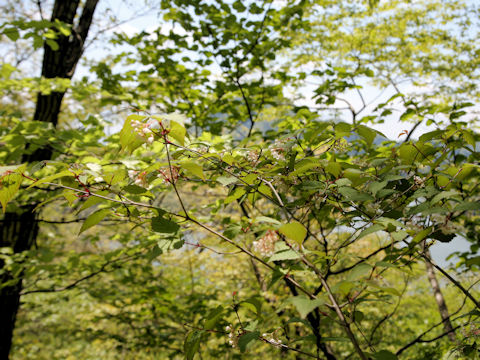 Viburnum phlebotrichum