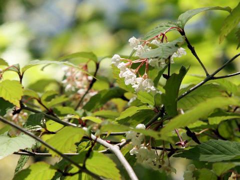 Viburnum phlebotrichum