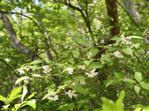 Viburnum phlebotrichum