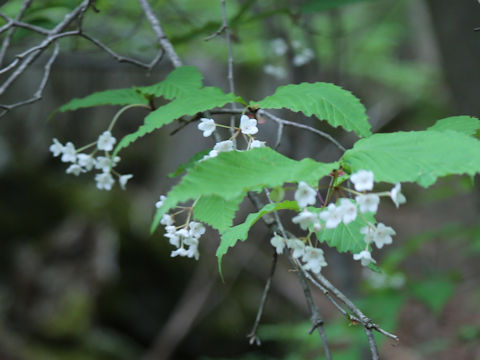 Viburnum phlebotrichum