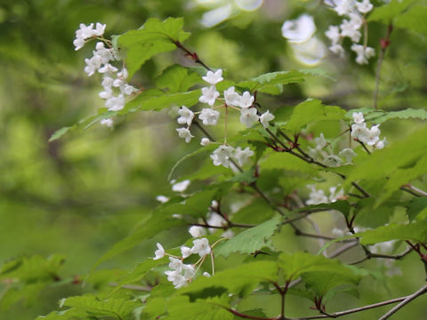 Viburnum phlebotrichum