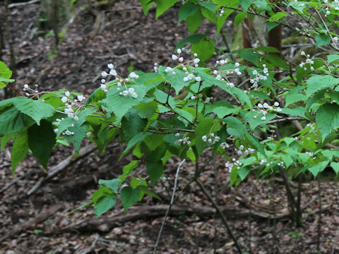 Viburnum phlebotrichum