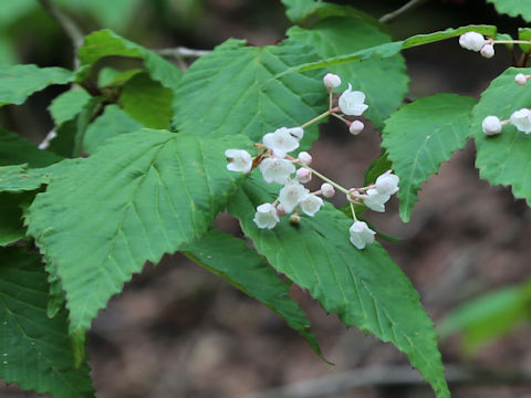 Viburnum phlebotrichum