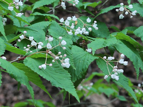 Viburnum phlebotrichum