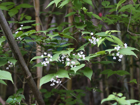 Viburnum phlebotrichum